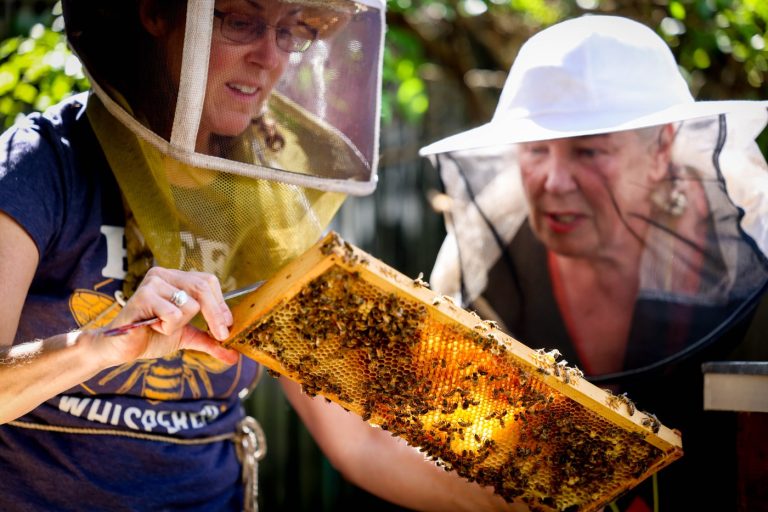 When bees swarm in the Bay Area, who you gonna call? These heroes.